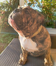 Load image into Gallery viewer, Max & Molly Pet ID Collar